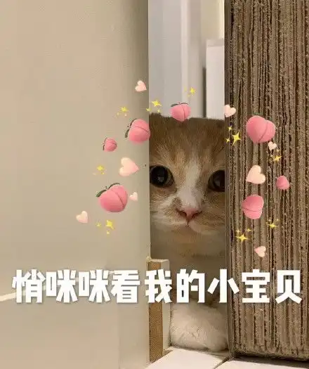 可爱小猫咪表情包偷偷看你
