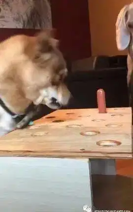 柴犬吃不到热狗,火爆迁怒旁边的无辜汪,表情亮了......
