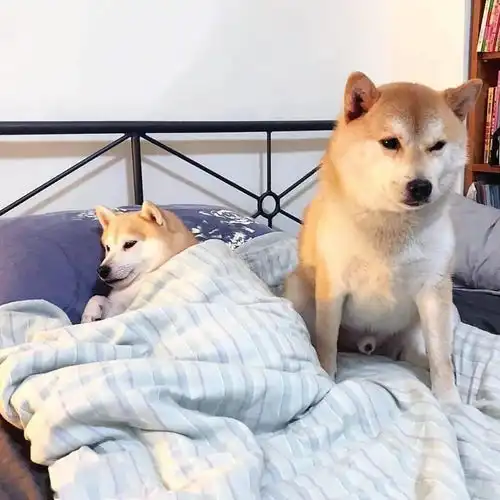柴犬果然是表情包界的扛把子,有照片为证
