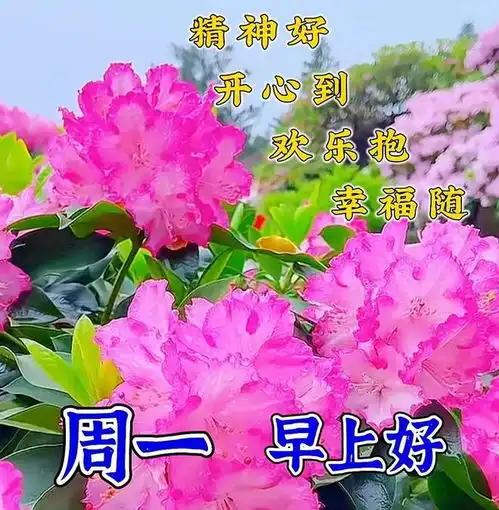中午好图片大全,中午好问候语图片,午安问候图片大全
