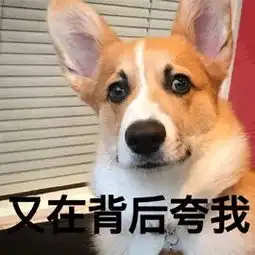 好莱坞大片阿尔法狼伴归途9月来袭与狼同行非凡历险

