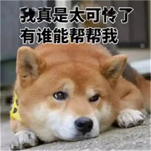 主人搬家抛弃泰迪犬,狗狗原地蹲守到第二天,背影让人辛酸
