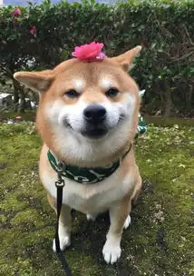 这只柴犬的笑容也太撩人了
