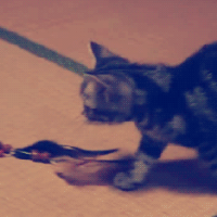 各种可爱呆萌的猫咪动态头像微信头像图片大全
