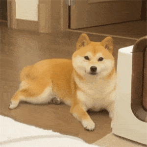 傻狗表情要不你还是把我删了吧
