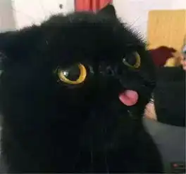 家里的小黑猫成精了,每次犯错被主人批评就摆出这表情
