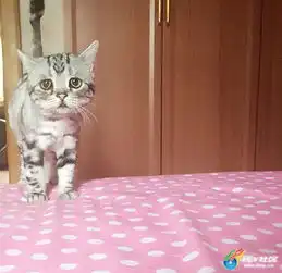 移动版
