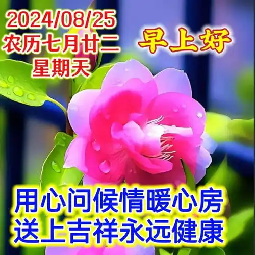2024年8月25日周日精选早安祝福图片,雨过菊花香,又感秋风凉早安祝福美图分享给您网易订阅
