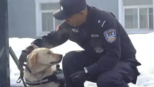 傲娇警犬生气不理人,小哥哥小心翼翼把狗当女朋友哄

