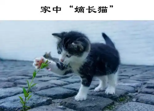 统统发卖古代的嫡庶区别真的那么大
