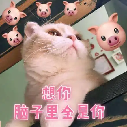 猫咪表情包想你,脑子里全是你
