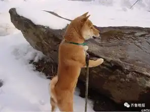 16岁表情包柴犬北登去世网友好狗不分国界
