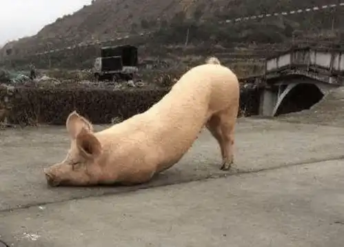 一头肥猪跑到寺庙门前长跪不起,网友们纷纷惊讶这是猪八戒回来了吗
