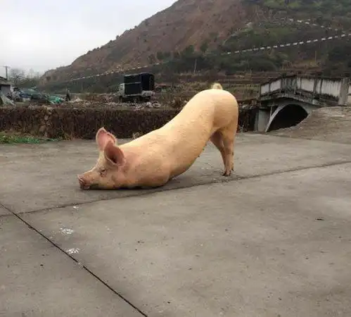 奇闻围观猪跑寺院门口跪拜为哪般
