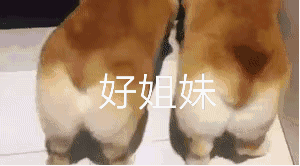先天肾衰竭的柯基,靠主人的爱活成了狗界行走的表情包
