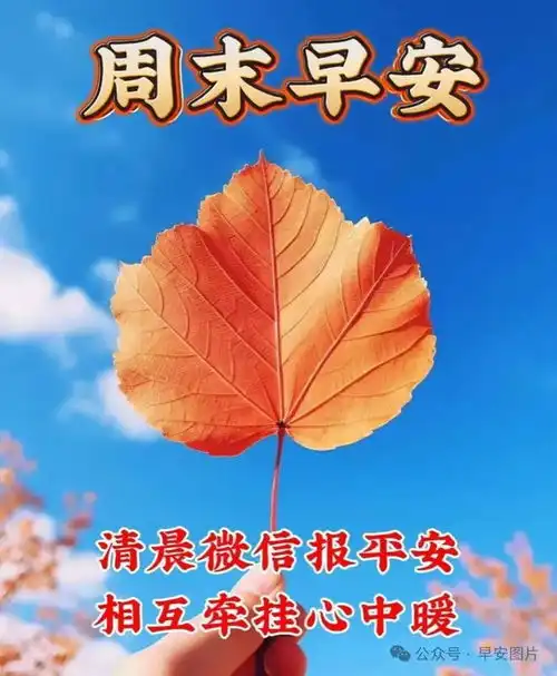 2024年8月25日周日精选早安祝福图片,雨过菊花香,又感秋风凉早安祝福美图分享给您网易订阅
