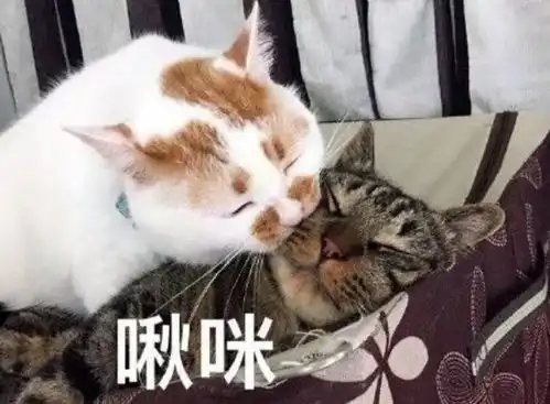 表情包营销,才是当今最skrskr的走红方式
