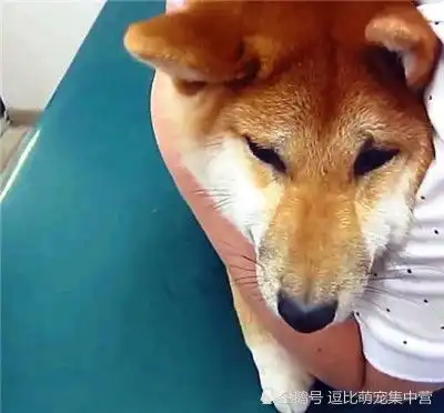 铲屎官带柴犬打针,把柴犬差点吓哭,网友你看把这孩子吓的
