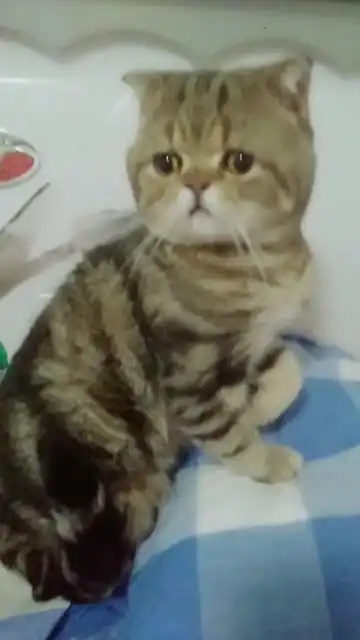这忧郁的小表情
