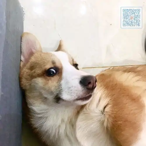 柯基,胖胖的吐司表情包
