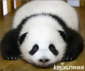 比现在还萌熊猫1160万年前的祖先竟然长这样
