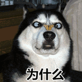 哈士奇智商怎么样哈士奇是不是傻狗

