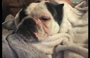斗牛犬被主人拴在地牢里繁殖小狗,它每晚的悲鸣声听了很是心痛
