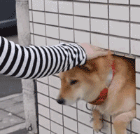 柴犬若是把你当自己人,这几个地方,任撸没意见

