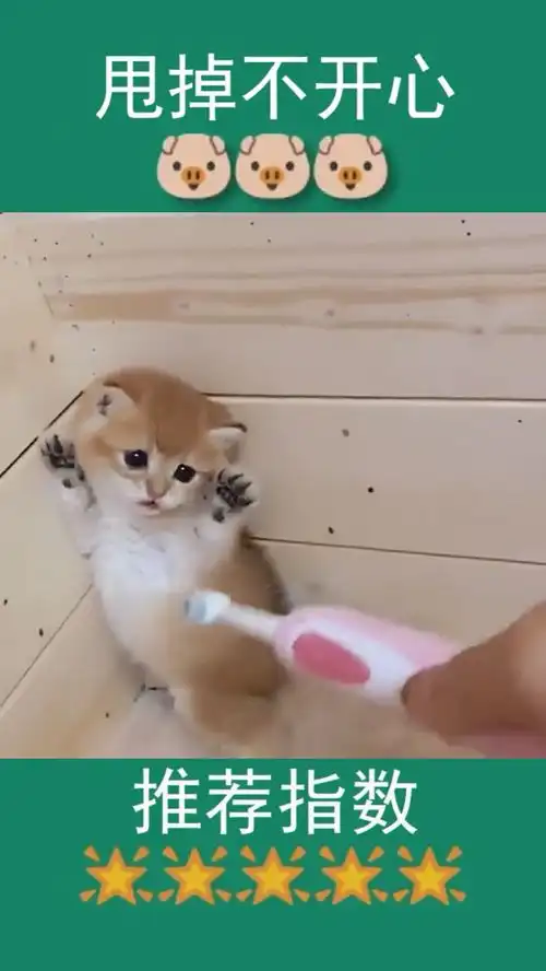 小猫咪这一副害怕的样子,看着就像表情包一样,十分可爱
