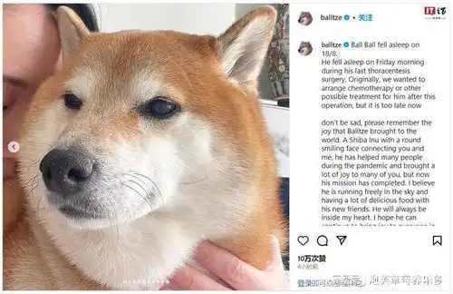 知名表情包睿智傻狗柴犬doge离世
