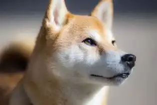 假如你与狗狗交换人生你会想什么
