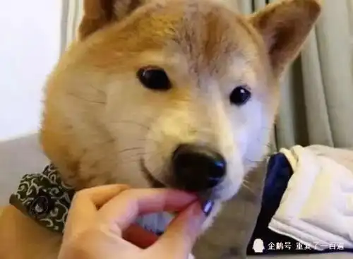 主人假装喂柴犬,下一秒狗狗的表情笑翻,网友奥斯卡狗帝
