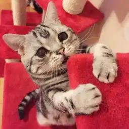 英小猫表情忧伤被称世上最悲伤的猫组图
