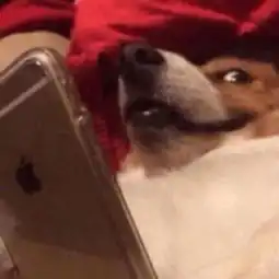 狗狗头像
