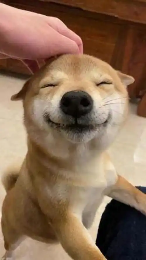 家人们,谁给我科普一下谁是张万森柴犬张万森表情包
