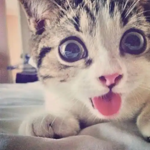 可爱猫咪图片
