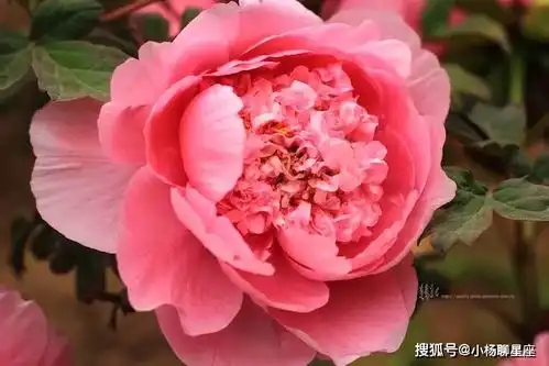 不花心的3生肖男,一辈子只爱老婆,有钱用来养家从不变坏

