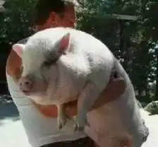 2018沙雕新闻评选大典,我先笑为敬
