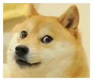 网红狗柴犬好不好养最全的养柴犬的优缺点

