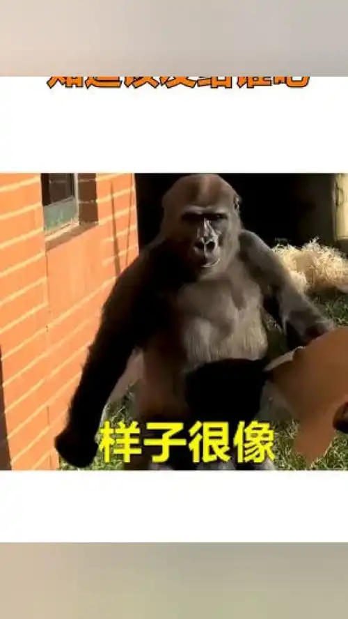 遇到了一个很像你的人表情包专治不开心发给对象表情看一遍笑一遍
