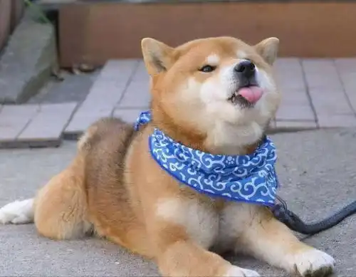 原来柴犬这么可怕,怪不得养过的人,都说不会再养了
