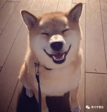 柴犬吃什么,毛长得又快又好
