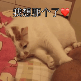 猫咪表情包gif图合集
