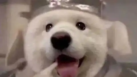这个蘑菇也太可爱了
