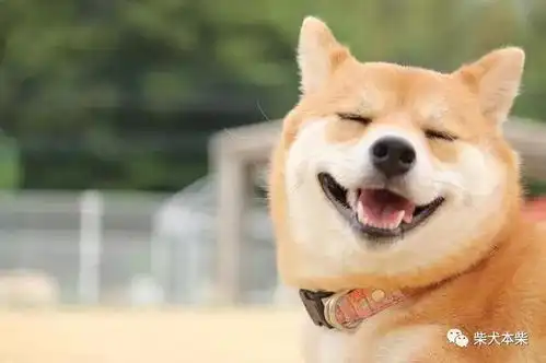 看似一样的柴犬,其实也分不同的脸型,你喜欢圆脸还是尖脸狸猫
