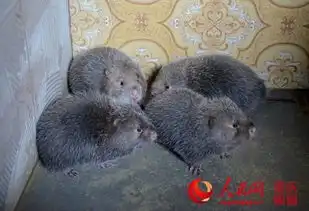 巫溪退伍小伙养200只竹鼠不售自繁欲当鼠王
