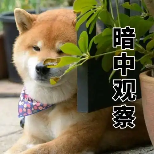 有哪些超级可爱的柴犬的表情包
