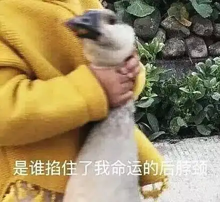 我把亲生女儿扔下山崖,为了多生一个儿子重男轻女
