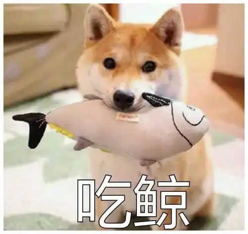 网红狗柴犬好不好养最全的养柴犬的优缺点

