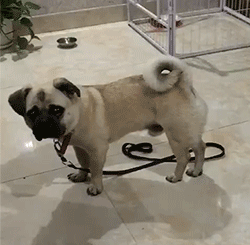 表情包来波傻狗

